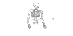 skeleton part.jpg